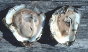 Perkinsus Marinus, a particularly dangerous disease in oysters: Possibly eliminate the entire mollusk farming area